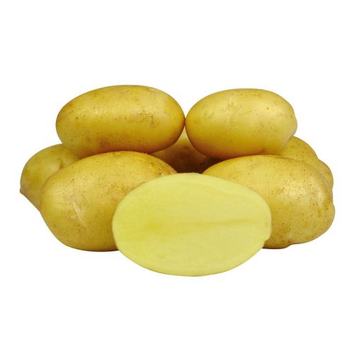 Картофель королева анна