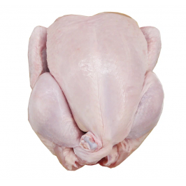 Цыплята домашние