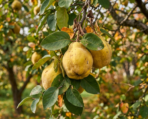 Айва обыкновенная - выращивание и уход