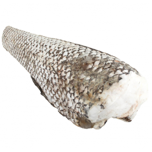 Макрурус замороженный