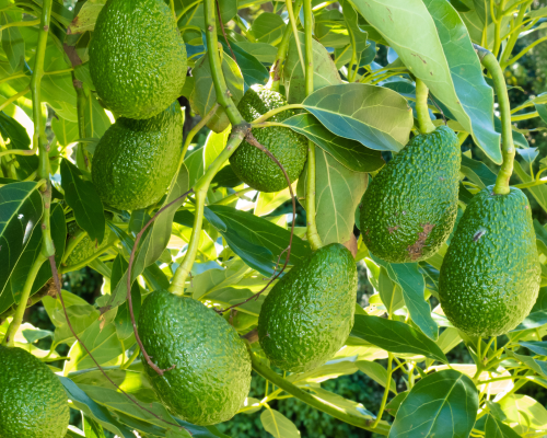 Авокадо - удивительный фрукт 